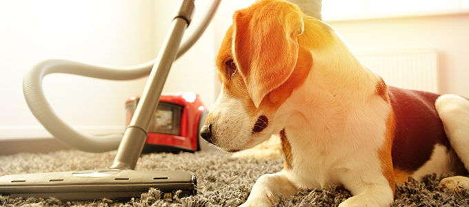 Passer l'aspirateur pour tuer les puces Passer l'aspirateur pour tuer les puces
