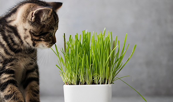 Herbe à chat