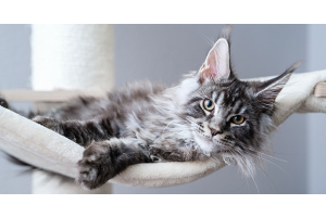 Arbre a chat maine coon : lequel choisir ?