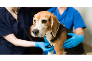 Comment faire vomir un chien : nos conseils