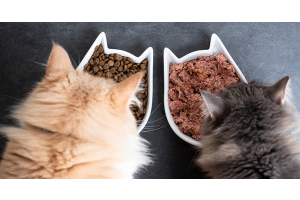 Pourquoi adopter une alimentation pour chat stérilisé ?