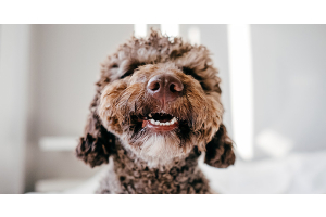 Pourquoi mon chien a une mauvaise haleine ?