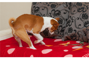 Pourquoi mon chien gratte son panier ?