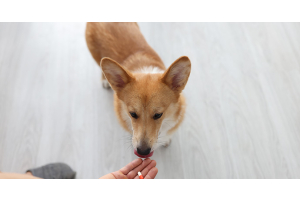 Quand donner un vermifuge à son chien ?