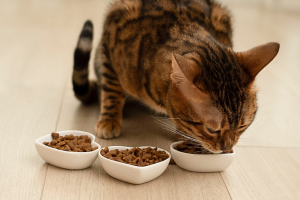 Quel est le meilleur moment pour nourrir son chat ?