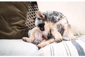 Quelle croquette pour un chien allergique ?