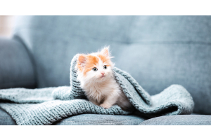 Quelle est la meilleure période pour adopter un chaton ?