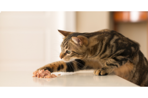 Croquettes ou pâtées, comment nourrir mon chat ? 