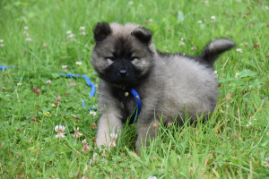 quelle laisse pour un chiot