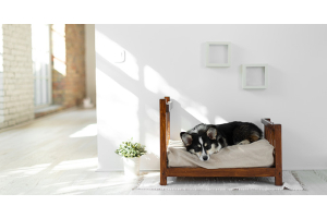 Combien de temps dort un chien ?