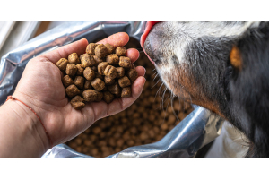 Vous A Remarque Que Votre Chien Se Frottait Le Derriere Au Sol Nous Vous Expliquons Pourquoi