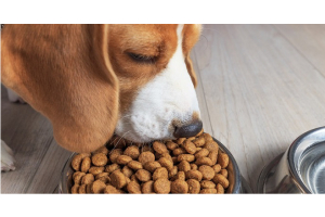 La transition alimentaire chez le chien : comment procéder ?