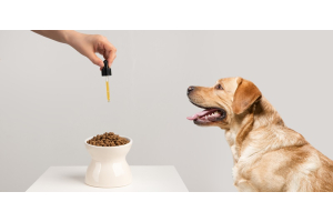 Pourquoi donner de l'huile de saumon à un chien ?