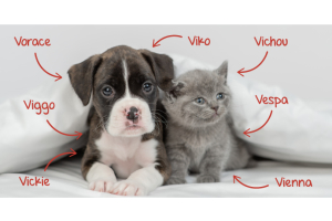 Nom de chien et chat en V : les plus stylés et originaux !