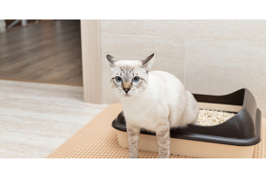 Qu’est-ce qu’un calcul urinaire chez le chat ? 