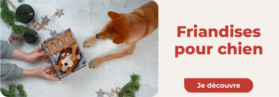 DIY Cadeau de Noël pour chien : 11 idées de génie pour lui ! - Blog