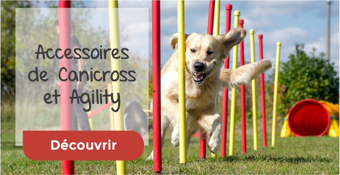 Faire du sport avec son chien Faire du sport avec son chien
