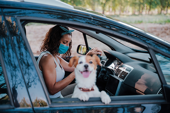 Chien en voiture pendant la canicule