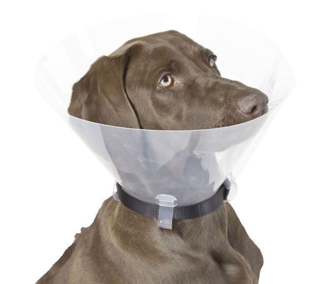 Collerette pour chien transparente à clipser  KERBL