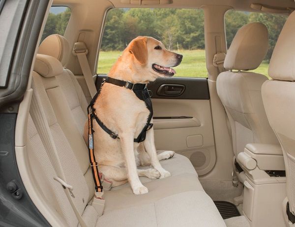 Attache de sécurité Direct To Seatbelt Orange pour chien en