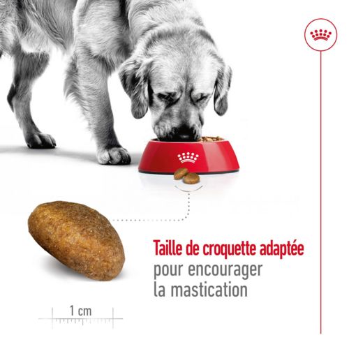 人気絶頂 Maxi chien Croquettes CANIN ROYAL Adult kg 44 à 26 de ドッグフード
