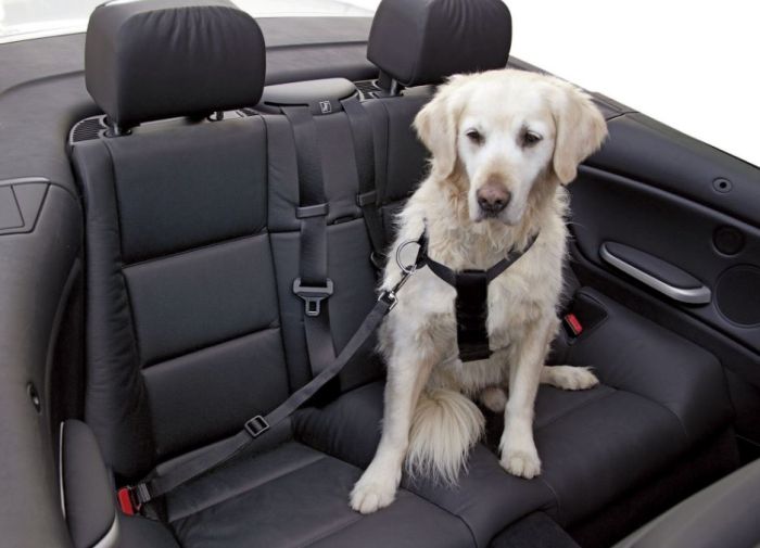 Ceinture Laisse de sécurité pour voiture pour chien - NOS 4 PATTES