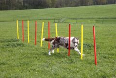 Kit complet Agility parcours d’obstacles en 3 parties pour chien KERBL