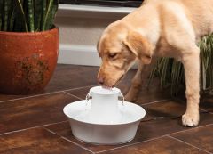 Fontaine à eau Avalon 2L pour chat et chien Drinkwell PETSAFE