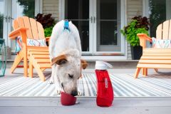 Gourde avec bol intégré pour chien Rouge KURGO