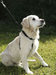 Harnais chien Maxi Leader Éducation et Agility KERBL