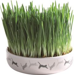 Herbe à chats avec gamelle en céramique pour chat TRIXIE