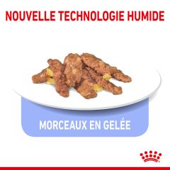 ROYAL CANIN Indoor 7+ Gelée pour chat d’intérieur de 7 ans et +