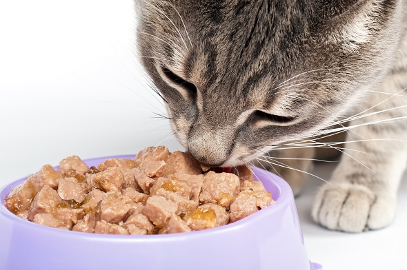 L'alimentation humide favorise l'hydratation de votre chat