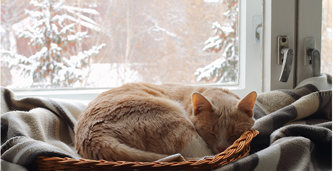 protéger mon chat du froid protéger mon chat du froid