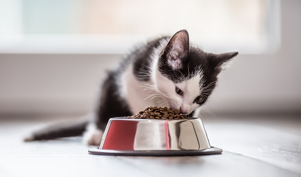 Nourrir son chat avec des croquettes Nourrir son chat avec des croquettes