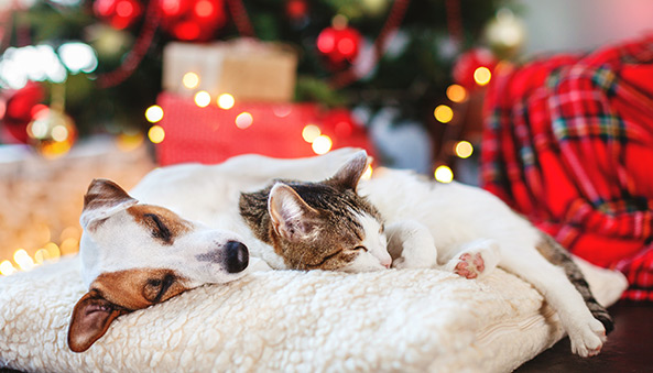 Chat et chien qui se reposent pendant les fêtes