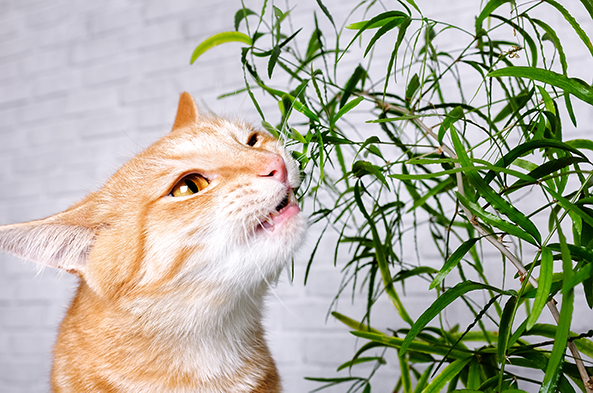 Chat qui mord une plante