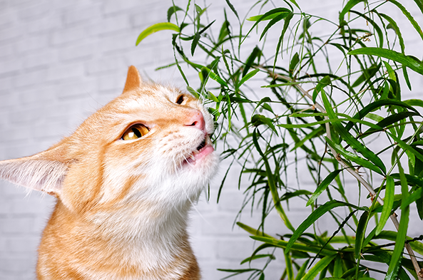 Decouvrez Ce Qui Arrive A Votre Chat Quand Il Sent De L Herbe A Chat Decouvrez Ce Qui Arrive A Votre Chat Quand Il Sent De L Herbe A Chat