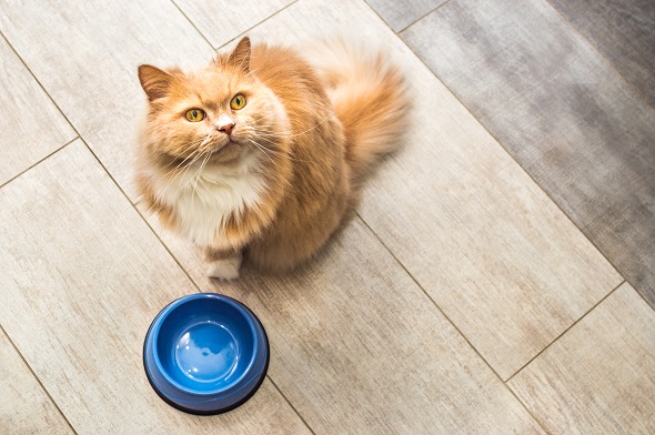 Nutrition chat : croquettes ou pâtées ?  Nutrition chat : croquettes ou pâtées ?