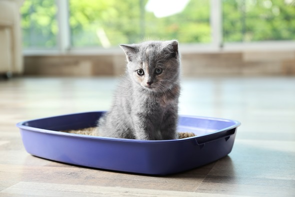 préparez un endroit calme pour la litière de votre chat