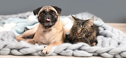 Chat et chien Chat et chien qui observent