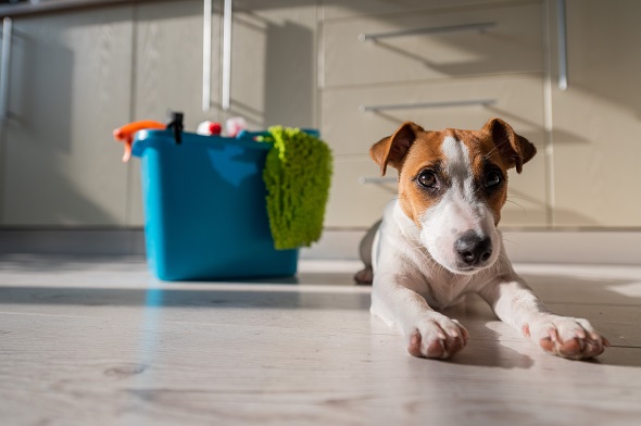 Un nouveau produit ménager peut piquer la curiosité de votre chien