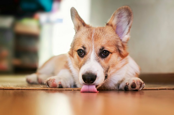 Votre Chien Leche Le Sol Voici Les Raisons A Cela