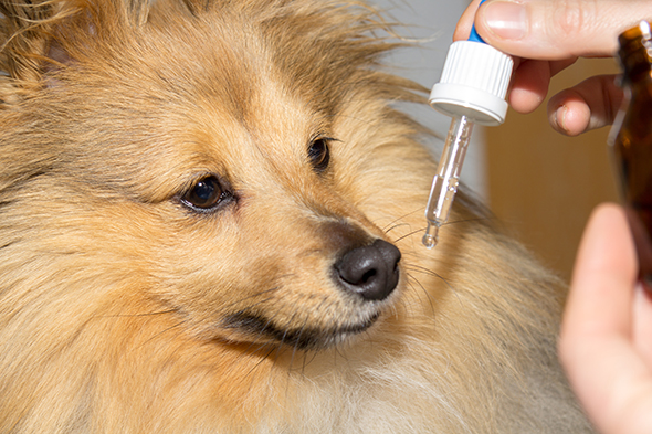 Ce petit chien sera bien protégé grâce au vermifuge !