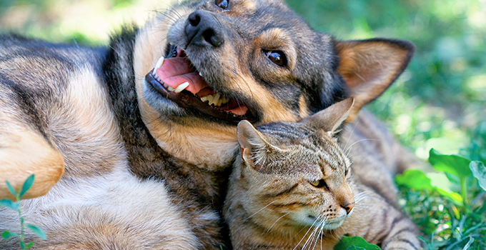 Comment débarrasser son chien ou son chat des puces tiques ?