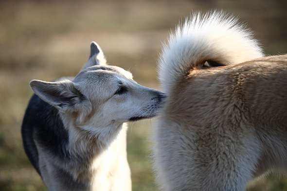 Vous A Remarque Que Votre Chien Se Frottait Le Derriere Au Sol Nous Vous Expliquons Pourquoi