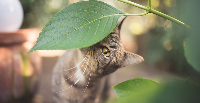 Plantes toxiques pour les chats