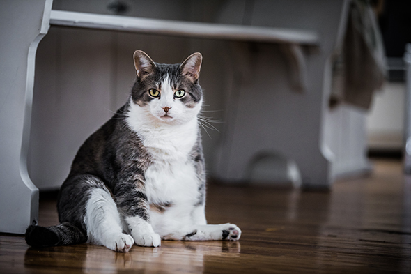 Gérer un surpoids chez le chat