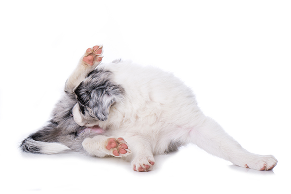Vous A Remarque Que Votre Chien Se Frottait Le Derriere Au Sol Nous Vous Expliquons Pourquoi