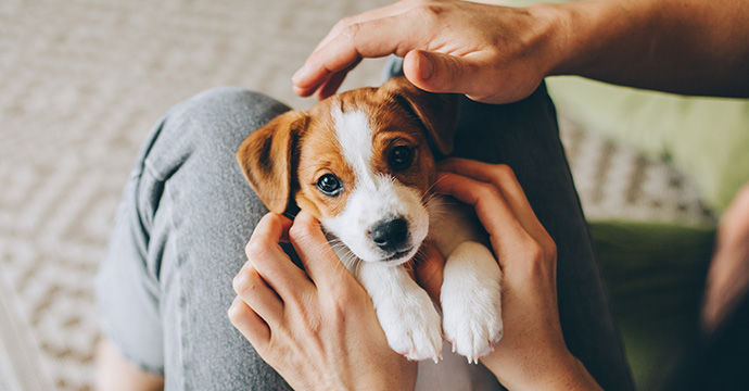 A quel âge mon chien devient adulte ?